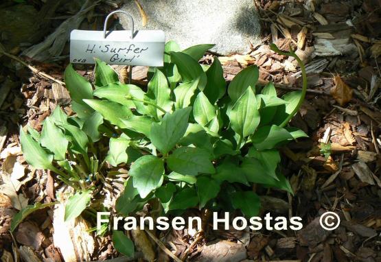 Hosta Surfer Girl